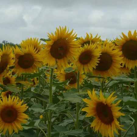 Alba Melusine Bed & Breakfast Vouvant