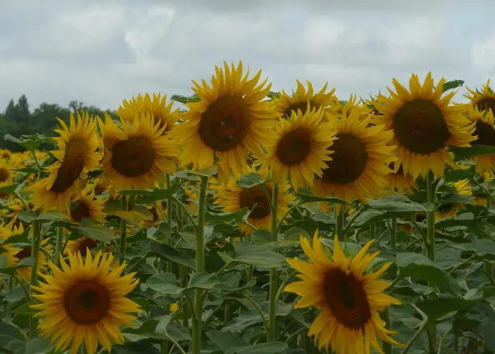 Alba Melusine B&B Vouvant